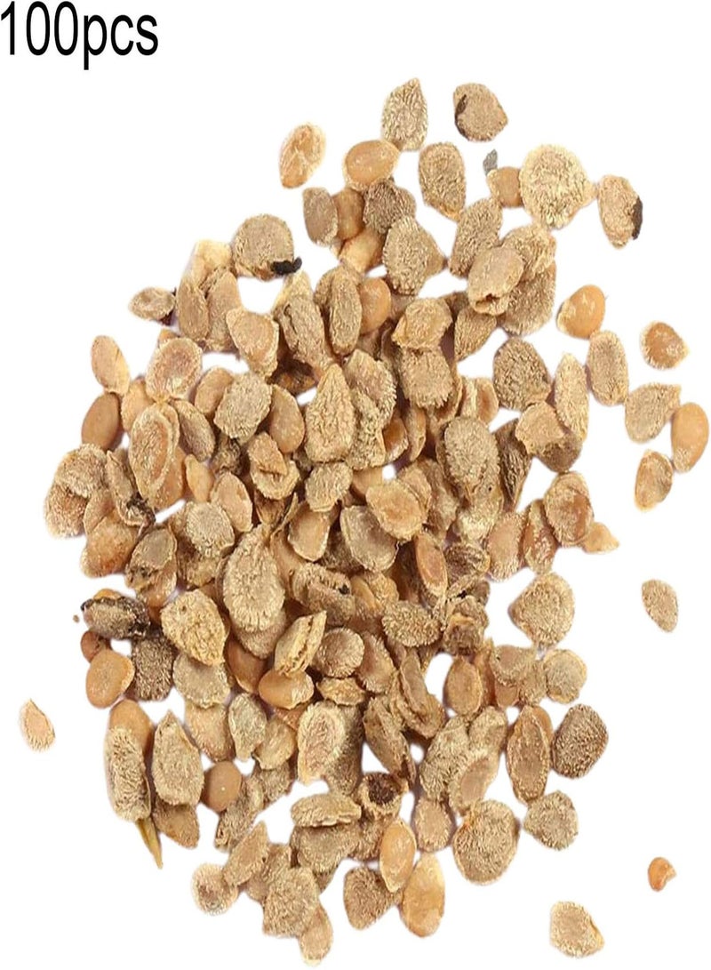 GGOOT Vegetables Seeds，100Pcs/Bag Seeds Drought Tolerant Fruit Salads Fresh Non GMO Garden Seeds for Garden Rare Tomato Seeds - Image 5