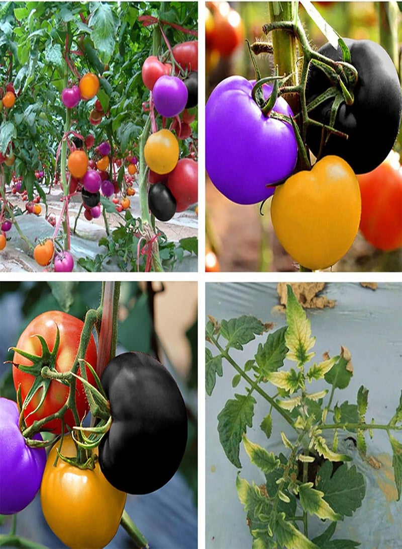 GGOOT Vegetables Seeds，100Pcs/Bag Seeds Drought Tolerant Fruit Salads Fresh Non GMO Garden Seeds for Garden Rare Tomato Seeds - Image 2