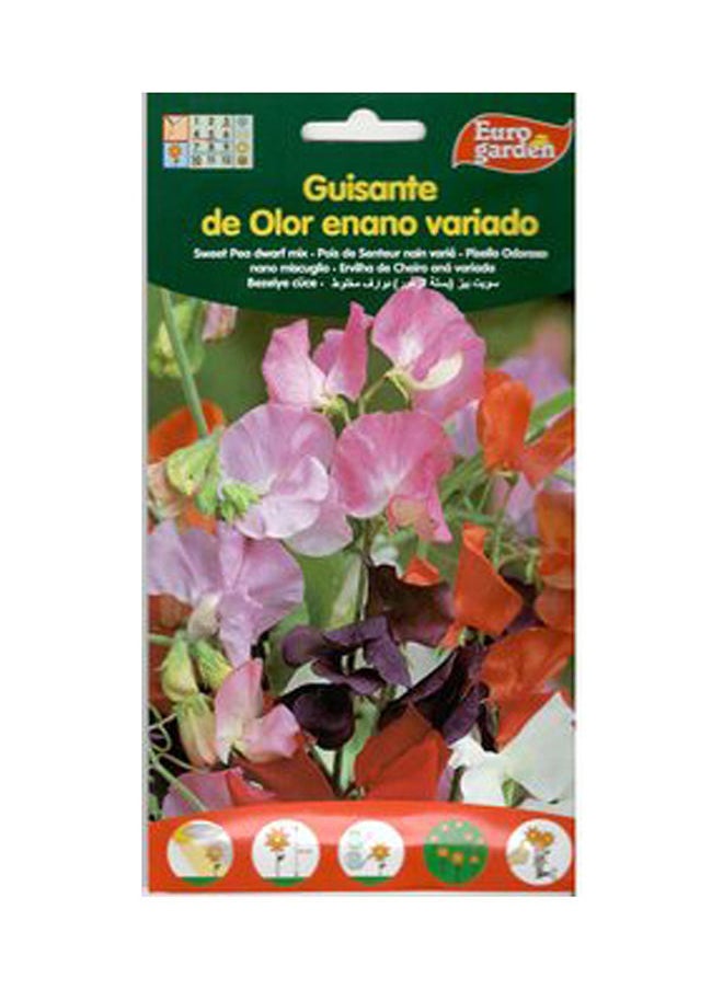 Euro Garden Euro Garden Sweet Peas Tall Mix  - Image 2