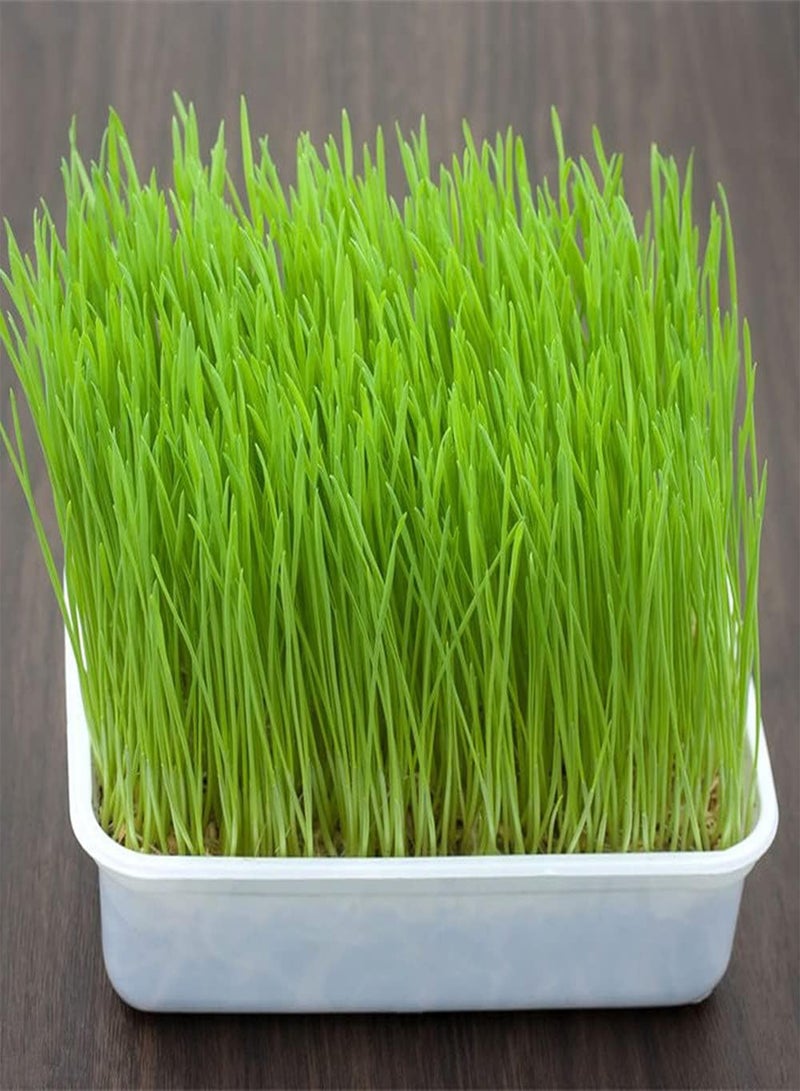 جي جوت 200 قطعة من بذور عشب القطط للزراعة في الحدائق الخارجية، تتميز بقدرة قوية على التكيف وسهولة العناية ونمو سريع ومناسبة للمبتدئين والهواة - Image 1