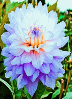 Extraordinary Flowers/Can be Planted All Year Round/Long Flowering Period/Dahlia Seeds/Perennial plants-55 PCS,a