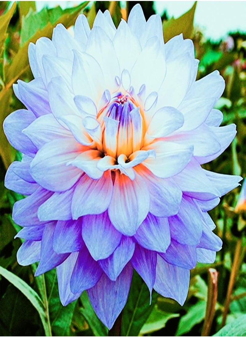 GGOOT - Extraordinary Flowers/Can be Planted All Year Round/Long Flowering Period/Dahlia Seeds/Perennial plants-55 PCS,a - Image 1