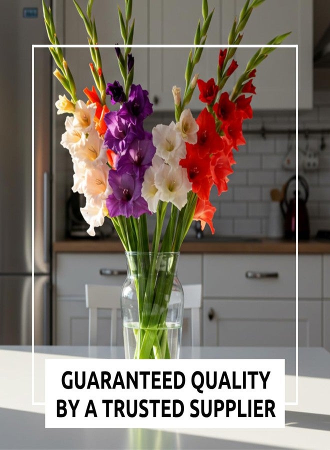 CZ Grain 4 Gladiolus Bulbs - Mixed Colors - Sword Lily - Easy-to-Grow Perennial Flower - Great for Decor or Special Occasions - Image 5