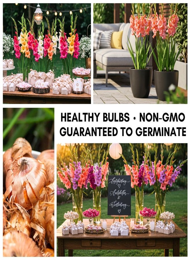CZ Grain 4 Gladiolus Bulbs - Mixed Colors - Sword Lily - Easy-to-Grow Perennial Flower - Great for Decor or Special Occasions - Image 3