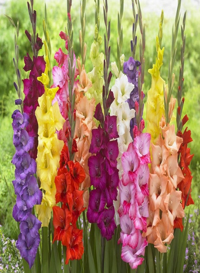 CZ Grain 4 Gladiolus Bulbs - Mixed Colors - Sword Lily - Easy-to-Grow Perennial Flower - Great for Decor or Special Occasions - Image 1