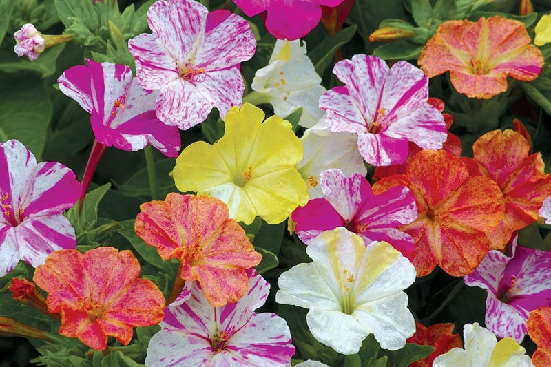 Burpee Marbles Mix Four OClock Seeds 35 seeds - Image 2