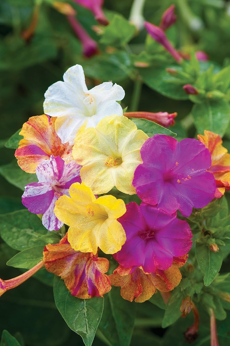 Burpee Marbles Mix Four OClock Seeds 35 seeds - Image 3