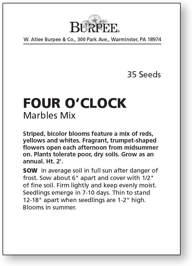 Burpee Marbles Mix Four OClock Seeds 35 seeds - Image 4