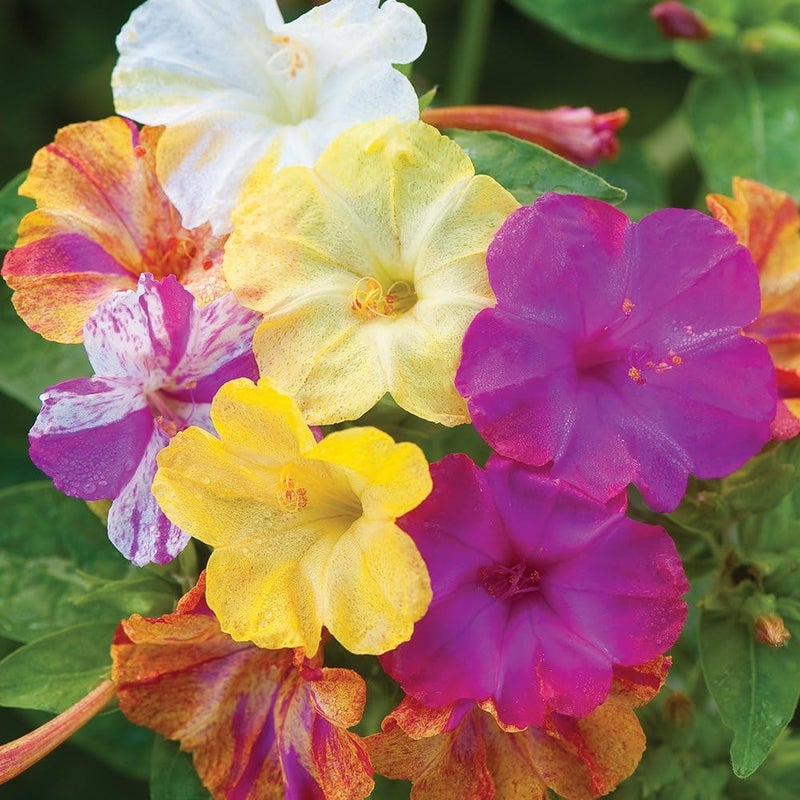 Burpee Marbles Mix Four OClock Seeds 35 seeds - Image 1