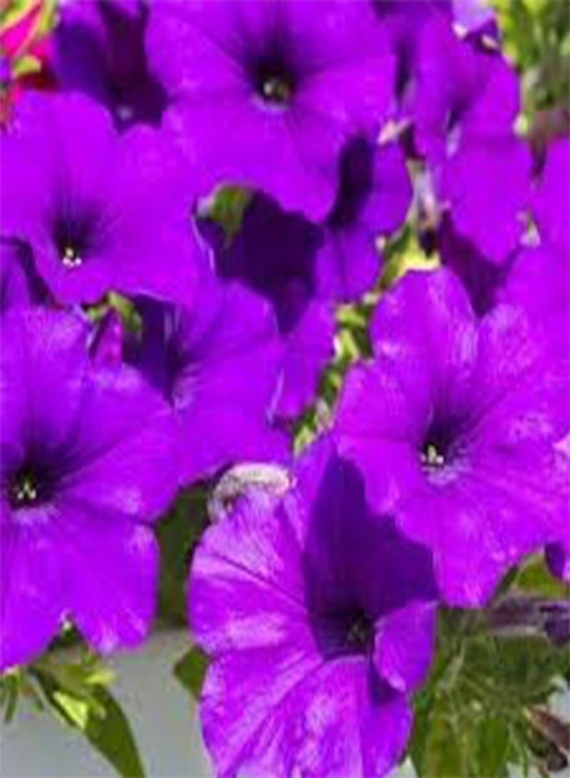 GGOOT seeds Fresh 200pcs Hanging  Flowers seeds for Planting Light Violet