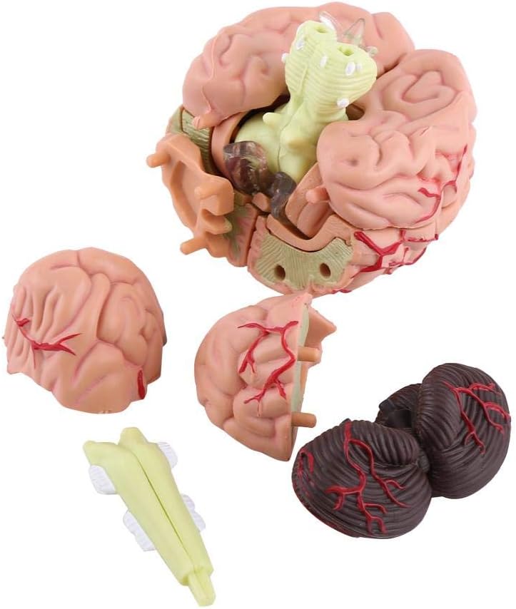 Ejoyous Human Brain Model, Disassembled Anatomical Human Skull and Brain Anatomy Model Educational Teaching Tool - Image 4