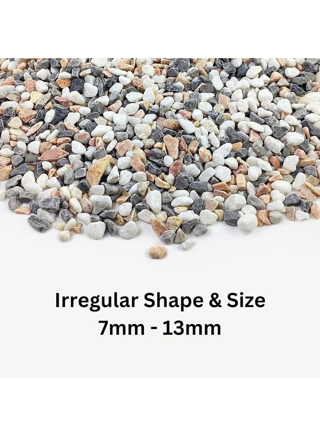 Turtle House/Tank Accessories Combo - (2Inch 6In1 Plant + Mix Crush Stone - 500Gm) | Decorative Accessories For Turtle Tank, Fish Tank, Aquarium And Aquatic Spaces - Image 3