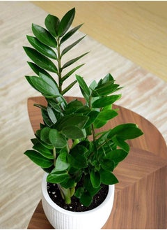 Generic Orka Zamioculcas Zamiifolia Artificial Tree, Artificial Plant 100 cm, 16 branches, in black Plastic Pots, Indoor Plants, Fake Plants, Fake Trees, Home Décor, Office Décor, Hotels Décor, Living Room, Bedroom, Hospitals Décor, Indoor Outdoor Home Office Garden Decoration  - Image 2