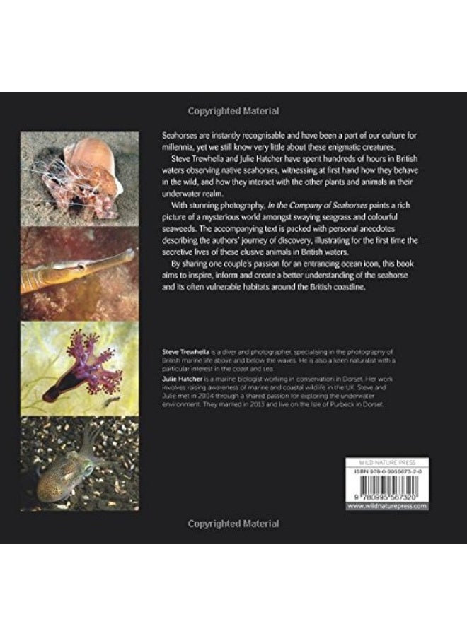 في رفقة فرس البحر - Image 2