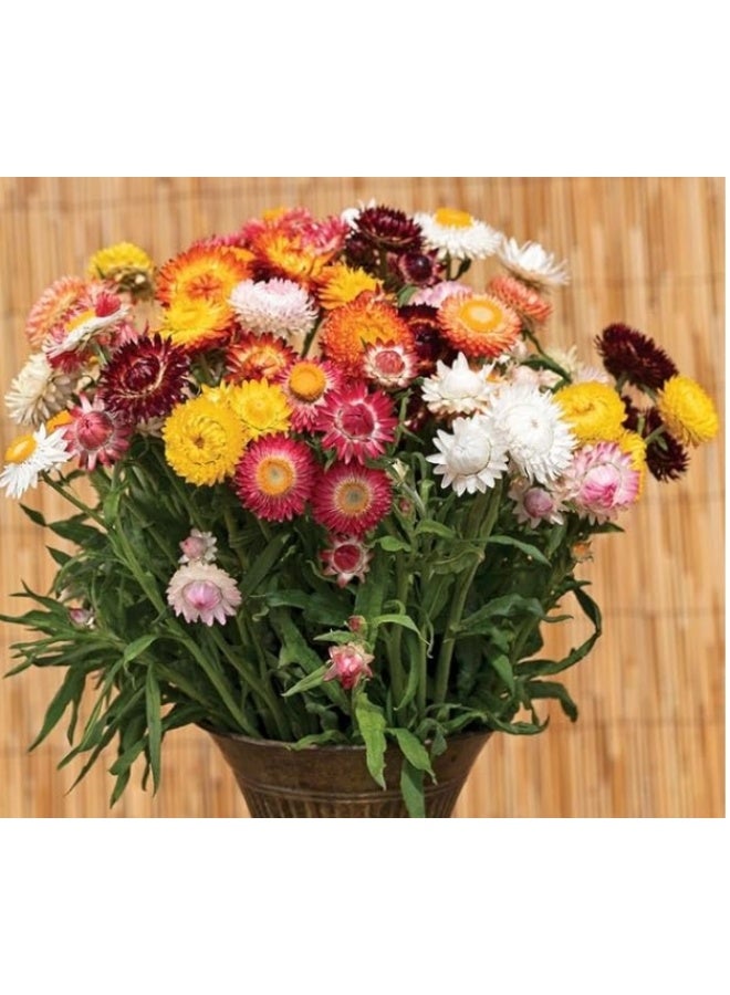 بذور زهرة القش 350 بذرة للزراعة في الحديقة المنزلية - Image 2