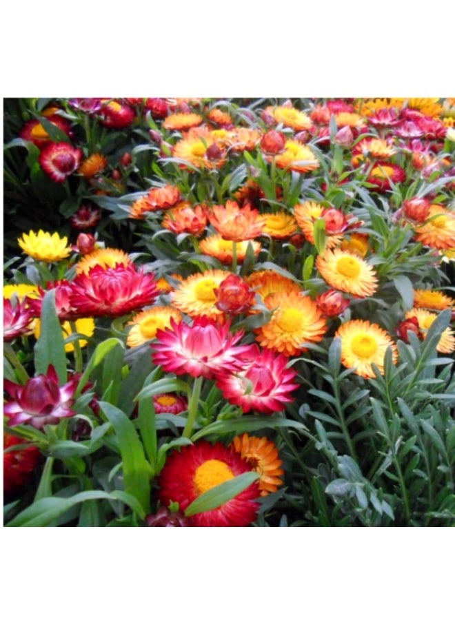 بذور زهرة القش 350 بذرة للزراعة في الحديقة المنزلية - Image 1