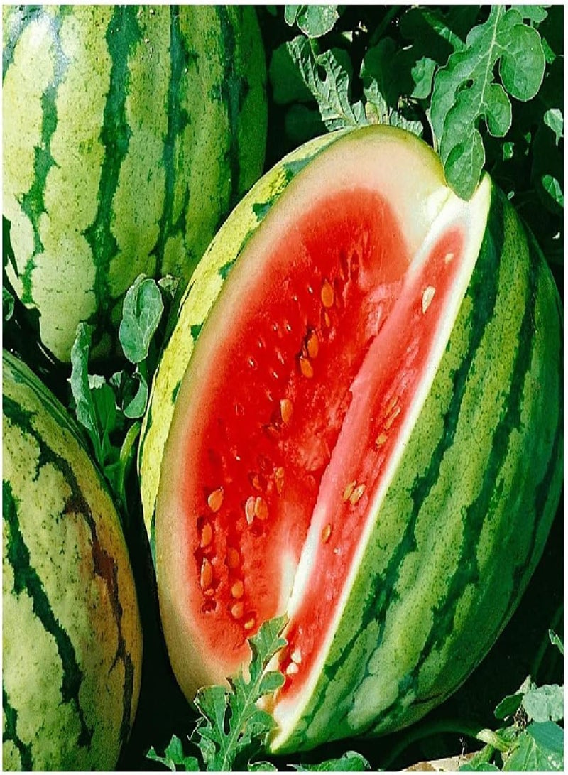 GGOOT 25 Dixie Queen Watermelon Seeds | Non-GMO | Heirloom |  Garden Seeds - Image 1