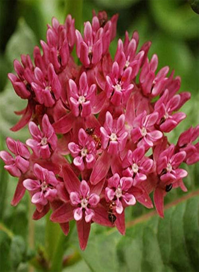 GGOOT Egrow 30Pcs/Bag Purple Asclepias Seeds Garden Flowers Gift Plants Bonsai Seeds Milkweed Host Seeds - Image 1
