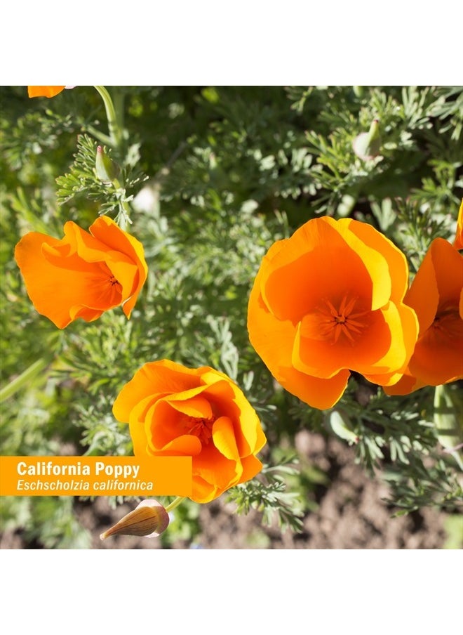 HERB PHARM Certified Organic California Poppy Liquid Extract for Calming Nervous System Support - 4 Ounce  - Image 3
