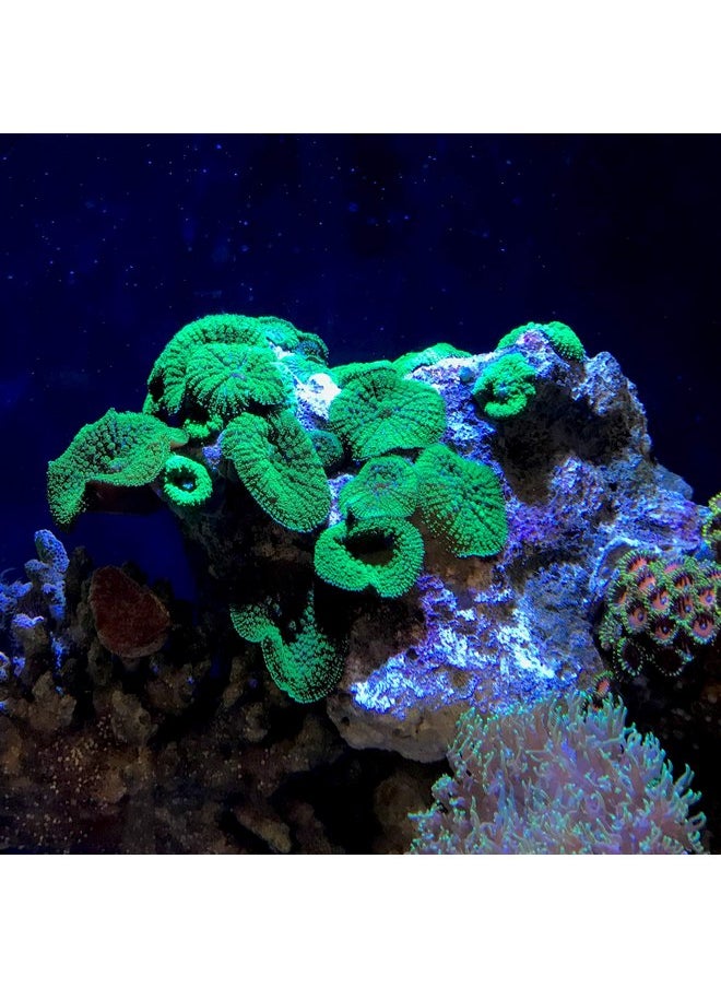 Seachem - Reef Advantage Strontium, 1.2 kg / 2.6 lbs - Image 1