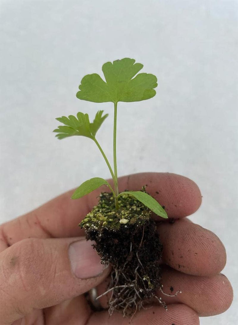 GGOOT Rocket Salad Plug Plants "Grow Your Own" Salads (3) - Image 1