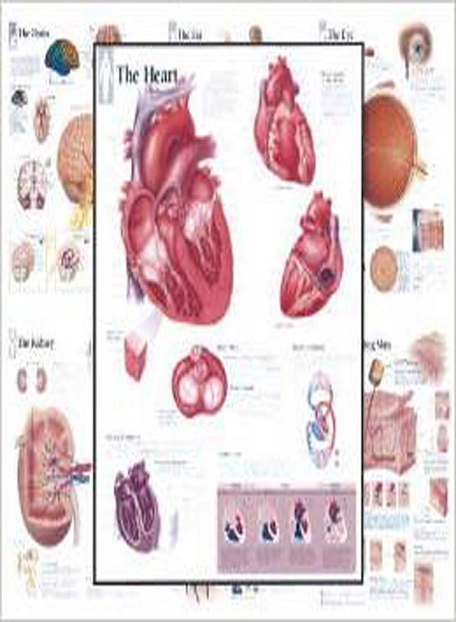 Body Organ Wall Chart Set Wall Chart 