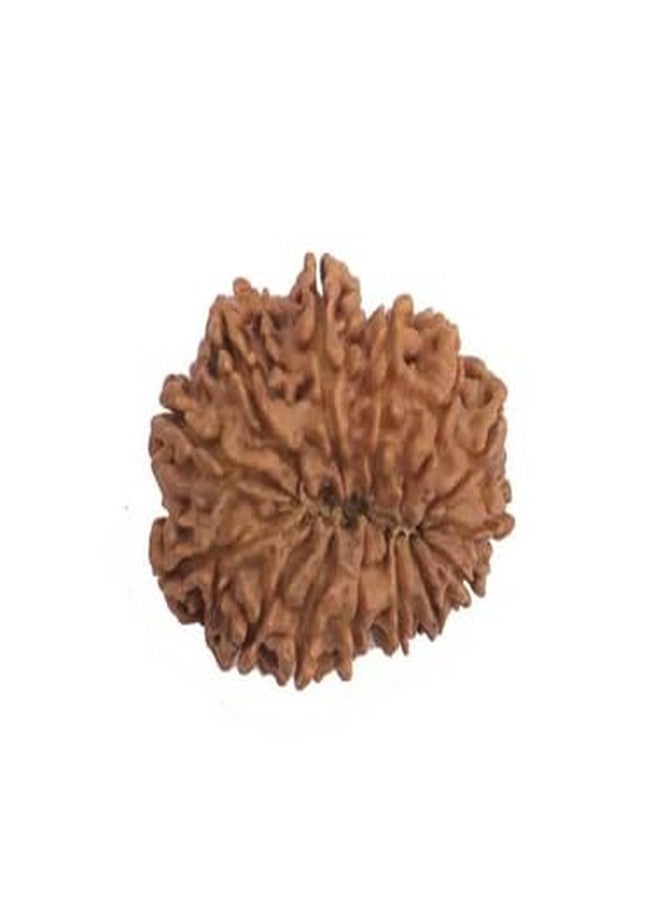 TRINETRA GEMS STONE 14 Mukhi Rudraksha IGL Lab Certified Choudha Mukhi Rudraksha From Nepal Brown चौदह मुखी चौदह Superb Brown Fourteen Face Rudraksha For Make Pendant For Men Women - Image 2