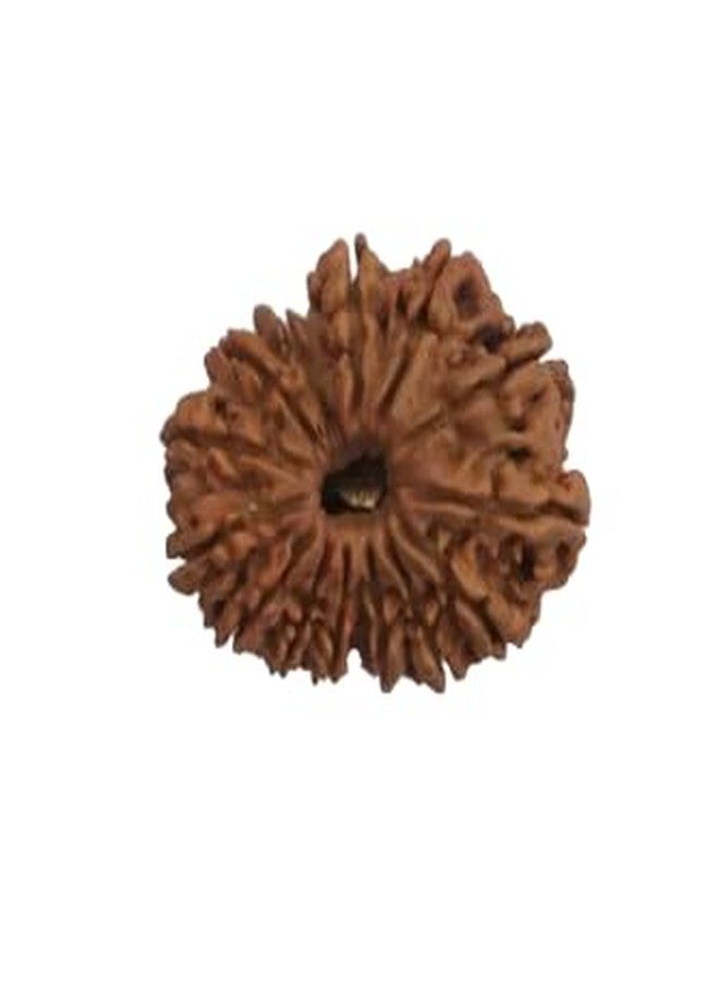 TRINETRA GEMS STONE 14 Mukhi Rudraksha IGL Lab Certified Choudha Mukhi Rudraksha From Nepal Brown चौदह मुखी चौदह Superb Brown Fourteen Face Rudraksha For Make Pendant For Men Women - Image 1