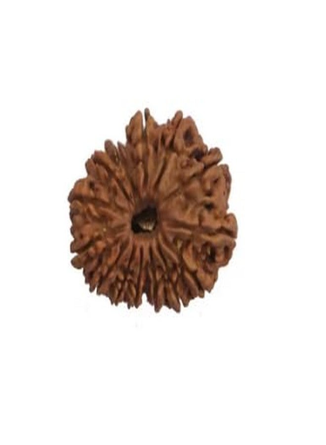 TRINETRA GEMS STONE 14 Mukhi Rudraksha IGL Lab Certified Choudha Mukhi Rudraksha From Nepal Brown चौदह मुखी चौदह Superb Brown Fourteen Face Rudraksha For Make Pendant For Men Women - Image 3