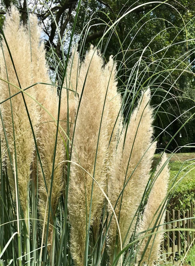 جي جوت 500 قطعة من بذور عشب البامباس، مسامير زهور ريشية طويلة وجميلة لتزيين حديقة على ضفاف المياه وإنشاء منظر طبيعي فريد من نوعه - Image 1