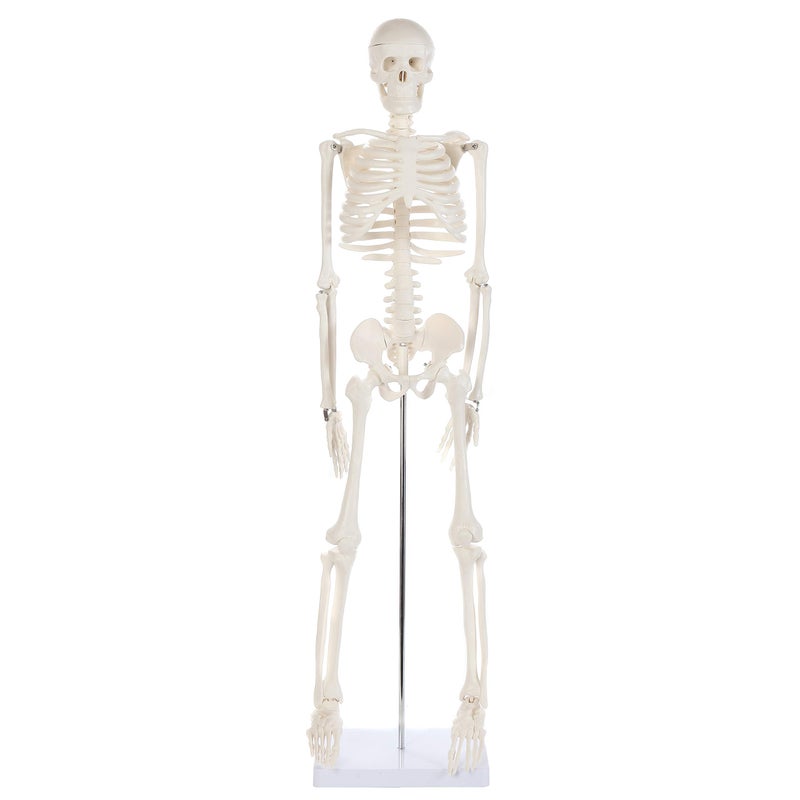 Anatomy Lab Human Skeleton Model, 34" Skeleton with Base, Movable Arms and Legs, and Detailed Human Bones. Durable Design Perfect for Students and Teachers