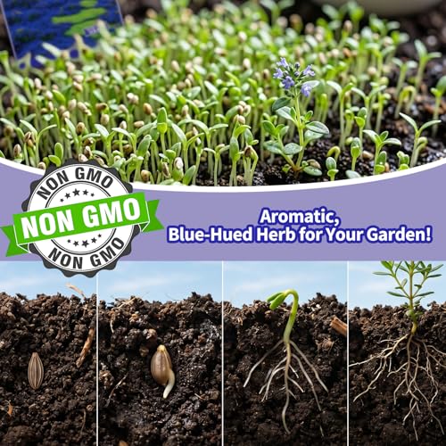 VISTATU 21000+ Magic Blue Creeping Thyme Seeds for Planting Ground Cover Plants Heirloom Flowers Perennial Thyme Non-GMO Thymus Serpyllum Seed - Image 4