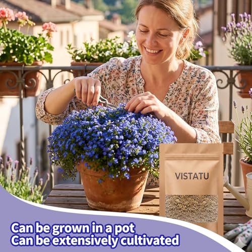VISTATU 21000+ Magic Blue Creeping Thyme Seeds for Planting Ground Cover Plants Heirloom Flowers Perennial Thyme Non-GMO Thymus Serpyllum Seed - Image 2