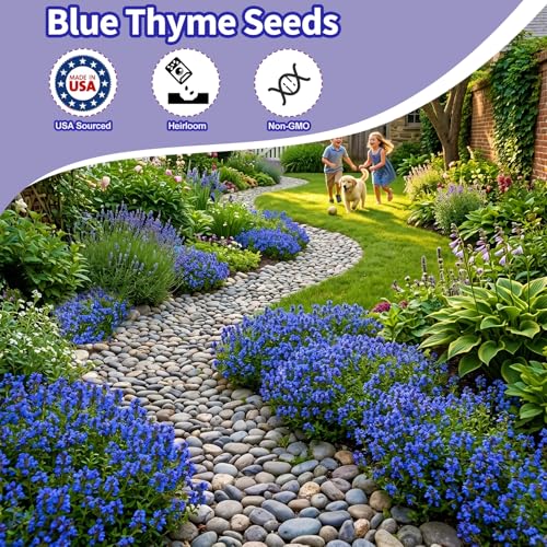 VISTATU 21000+ Magic Blue Creeping Thyme Seeds for Planting Ground Cover Plants Heirloom Flowers Perennial Thyme Non-GMO Thymus Serpyllum Seed - Image 3