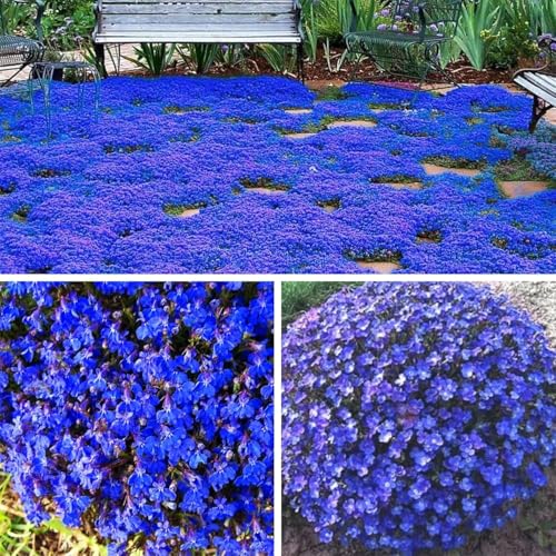 VISTATU 21000+ Magic Blue Creeping Thyme Seeds for Planting Ground Cover Plants Heirloom Flowers Perennial Thyme Non-GMO Thymus Serpyllum Seed - Image 1