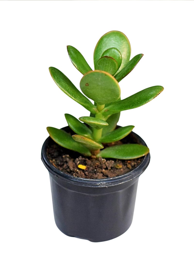 بلانت نبات اليشم الصغير (كراسولا أوفاتا) 13 سم، نبات عصاري حي داخلي | شجرة المال الصغيرة، نبات الحظ السعيد | نبات مكتبي سهل العناية للمنزل والمكتب - Image 4