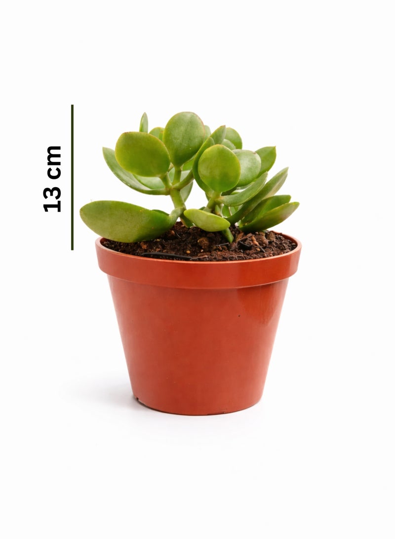 بلانت نبات اليشم الصغير (كراسولا أوفاتا) 13 سم، نبات عصاري حي داخلي | شجرة المال الصغيرة، نبات الحظ السعيد | نبات مكتبي سهل العناية للمنزل والمكتب - Image 2