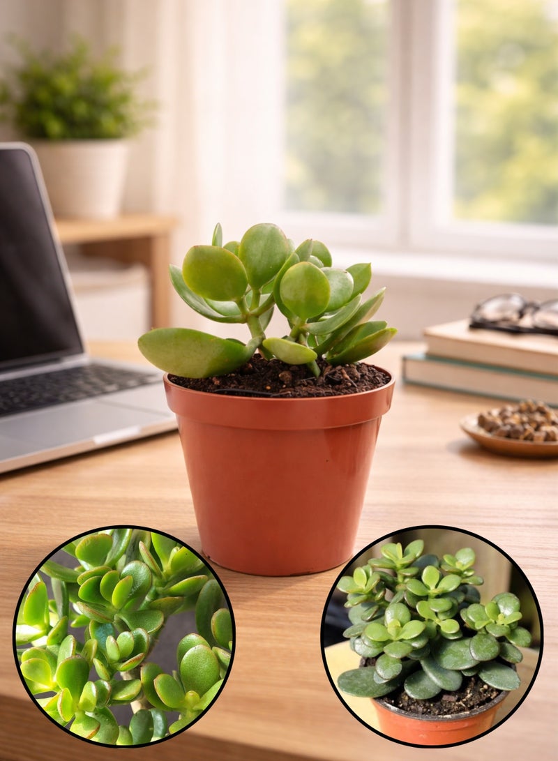 بلانت نبات اليشم الصغير (كراسولا أوفاتا) 13 سم، نبات عصاري حي داخلي | شجرة المال الصغيرة، نبات الحظ السعيد | نبات مكتبي سهل العناية للمنزل والمكتب - Image 1
