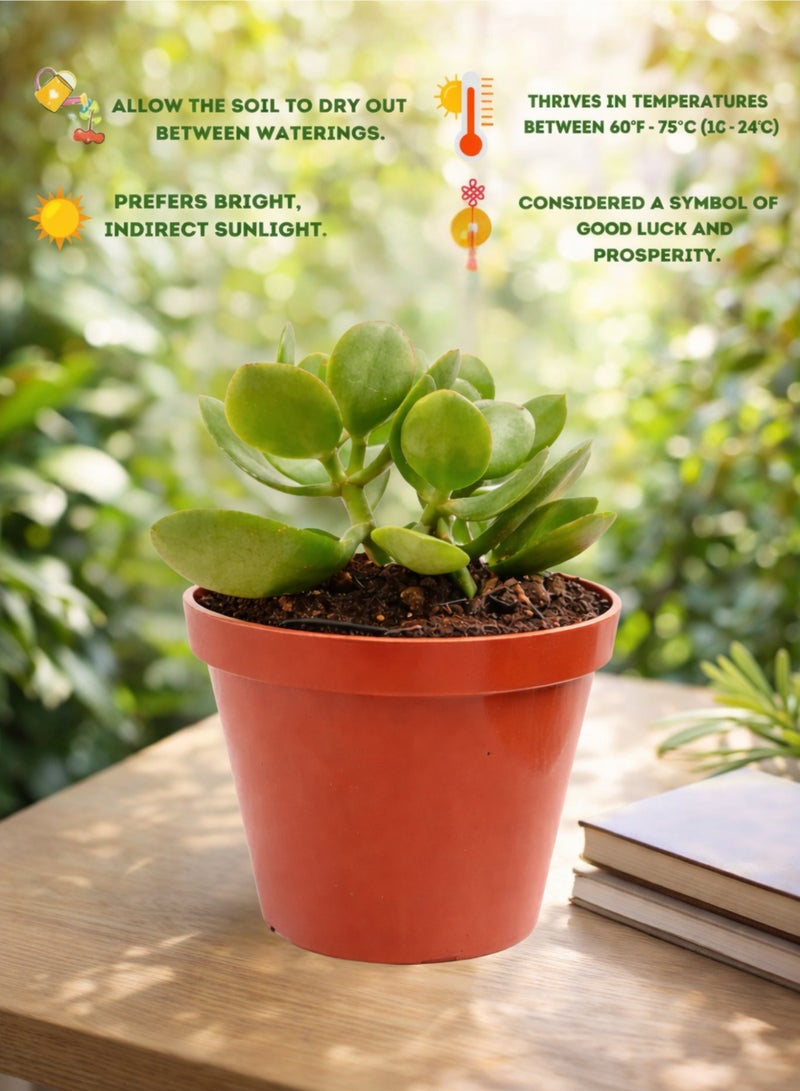 بلانت نبات اليشم الصغير (كراسولا أوفاتا) 13 سم، نبات عصاري حي داخلي | شجرة المال الصغيرة، نبات الحظ السعيد | نبات مكتبي سهل العناية للمنزل والمكتب - Image 3