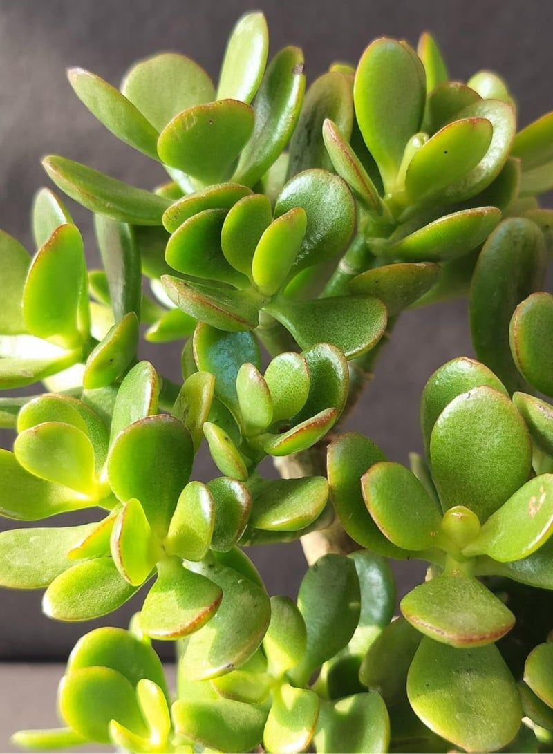 بلانت نبات اليشم الصغير (كراسولا أوفاتا) 13 سم، نبات عصاري حي داخلي | شجرة المال الصغيرة، نبات الحظ السعيد | نبات مكتبي سهل العناية للمنزل والمكتب - Image 5