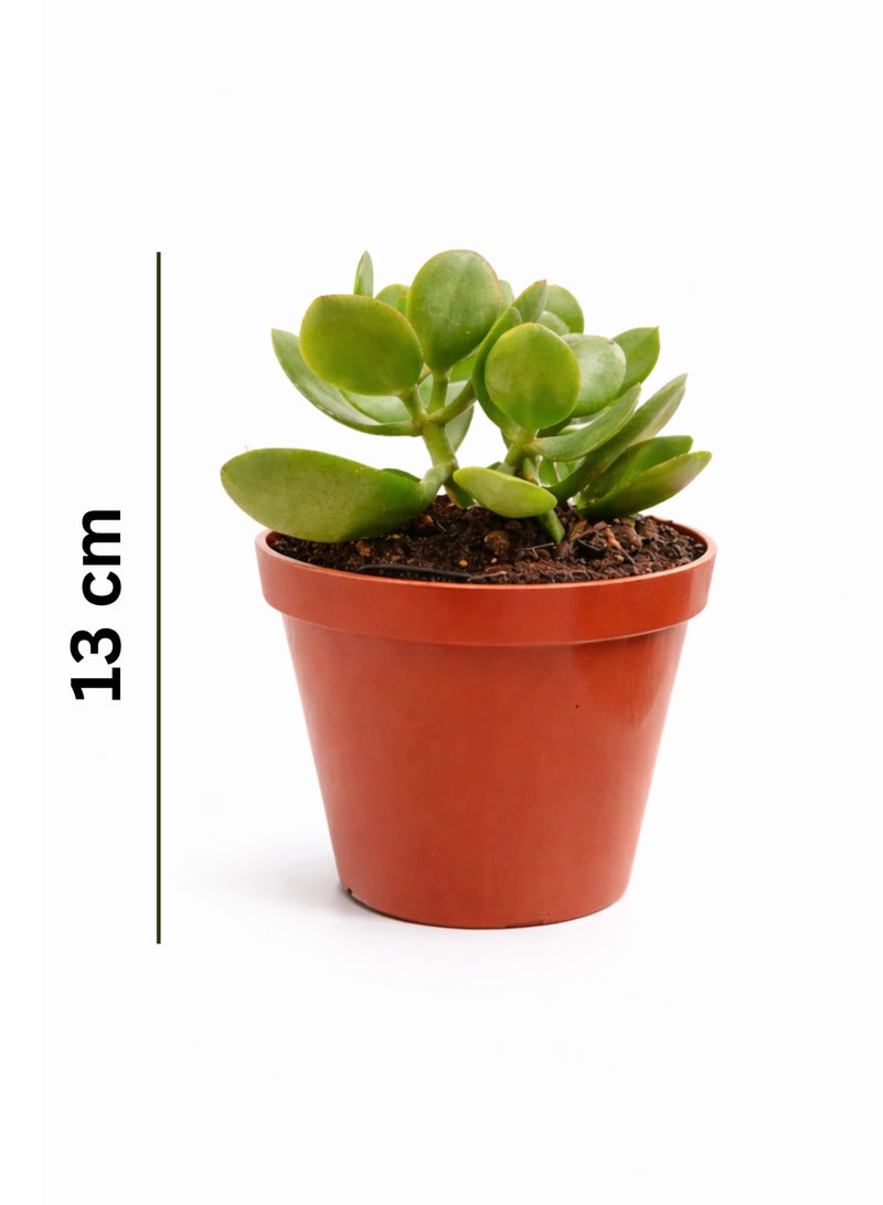 PLANT Mini Jade Plant (Crassula Ovata) 13 cm Live Succulent Indoor Plant | Small Money Tree Good Luck Plant | Easy Care Decorative Desk Plant for Home Office - Image 2