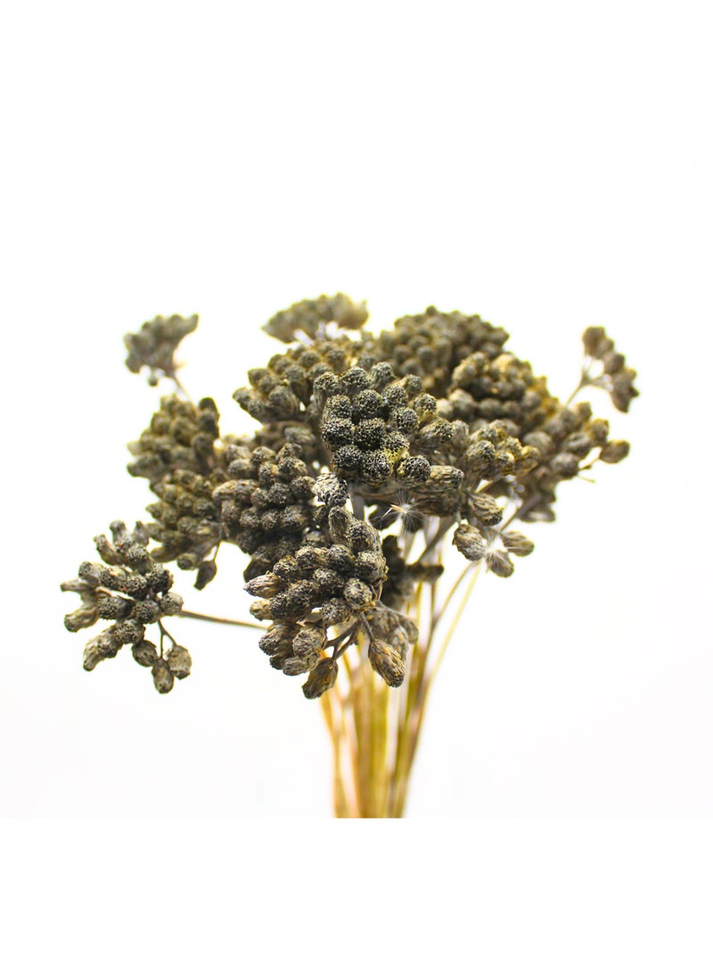 FANCY FLOWERS Premium Dried Lonas Flowers - Long Lasting Yellow or Painted Decorative Stems (Highlights quality and longevity) (Smokey Grey) - Image 3