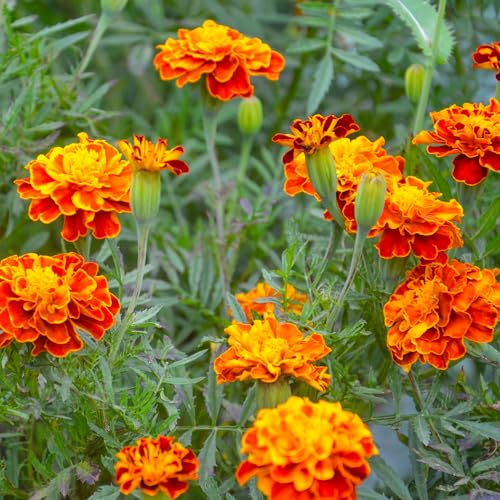 The Old Farmer's Almanac Petite Mixture Marigold Seeds - Premium Non-GMO, Open Pollinated, USA Origin - Approx 200 Flower Seeds - Image 4