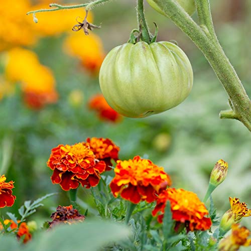 The Old Farmer's Almanac Petite Mixture Marigold Seeds - Premium Non-GMO, Open Pollinated, USA Origin - Approx 200 Flower Seeds - Image 5