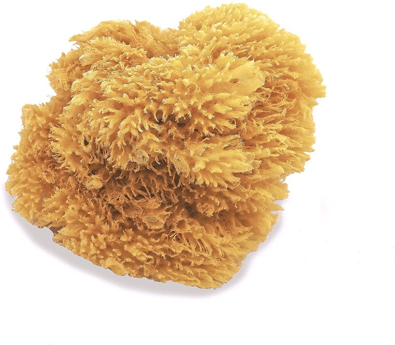 Worison Natural Sea Sponges Great for Painting Decorating Texturing Sponging Marbling Effects Faux Finishes Crafts and More - Image 1