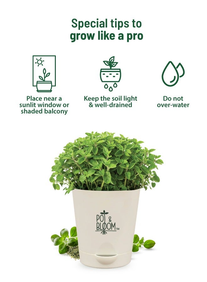 POT & BLOOM Pot And Bloom Oregano Home Garden Starter Kit: Oregano Seeds, Grow Your Own Oregano Plant, Pot, Pot Mix, Protection & Nutrition Spray All In One Kit Return Gift for Birthdays  - Image 5