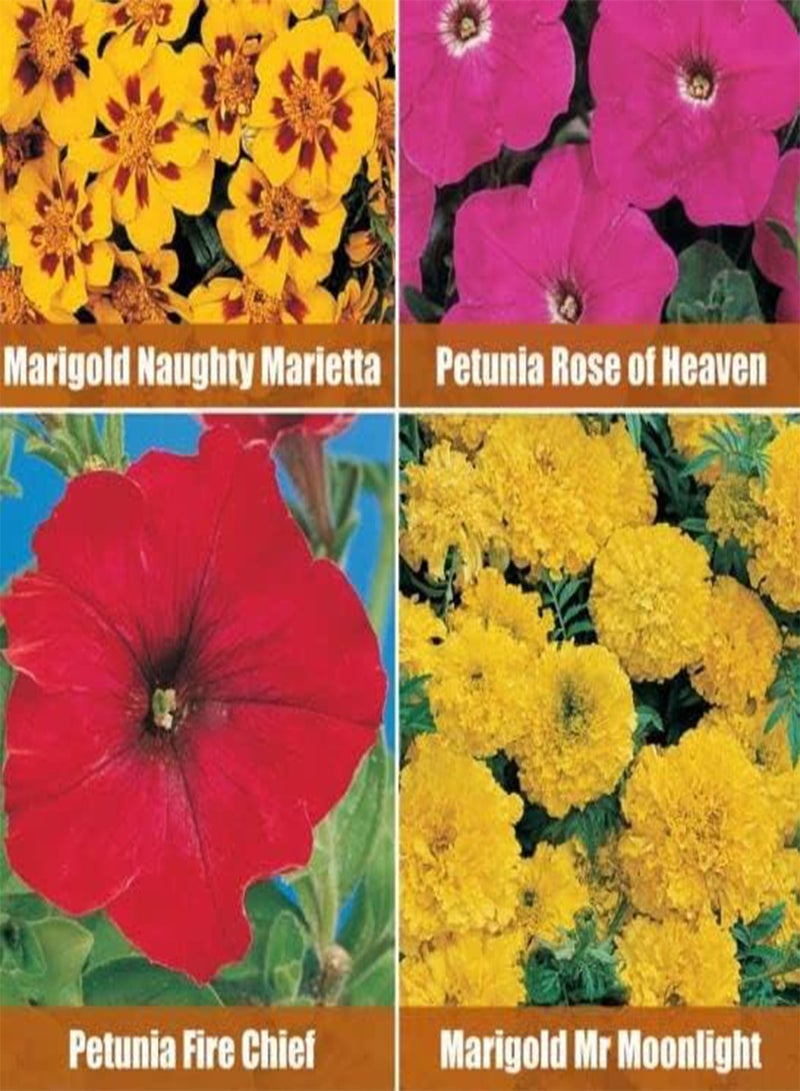 جي جوت 975 بذور من - القطيفة والبتونيا، رئيس النار، وردة السماء