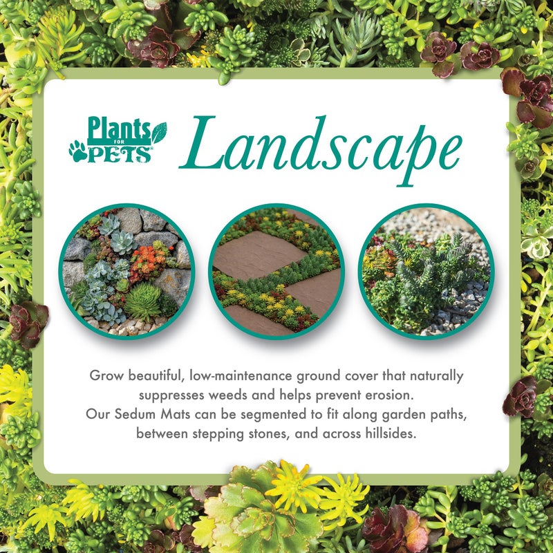Plants for Pets 10 in. x 20 in. Sedum Groundcover Mat, Non-toxic Hardy Stonecrop for Landscaping, Live Succulents, Pet Friendly Plants for Cats & Dogs, Drought Resilient, Easy Care - Image 3