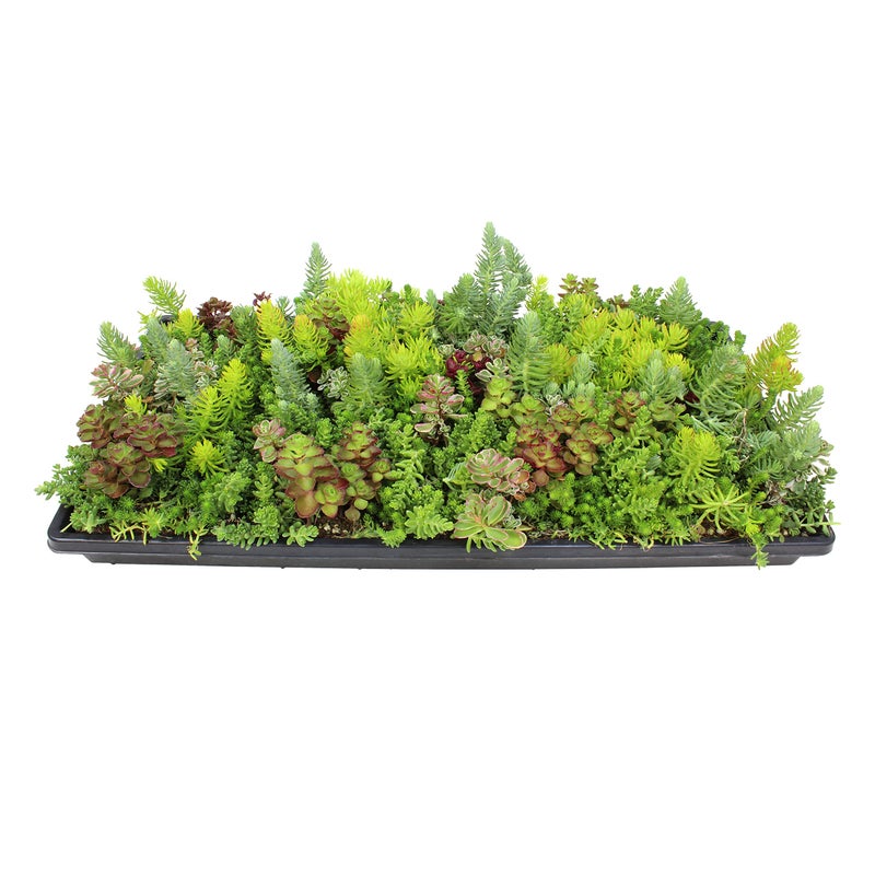 Plants for Pets 10 in. x 20 in. Sedum Groundcover Mat, Non-toxic Hardy Stonecrop for Landscaping, Live Succulents, Pet Friendly Plants for Cats & Dogs, Drought Resilient, Easy Care - Image 1