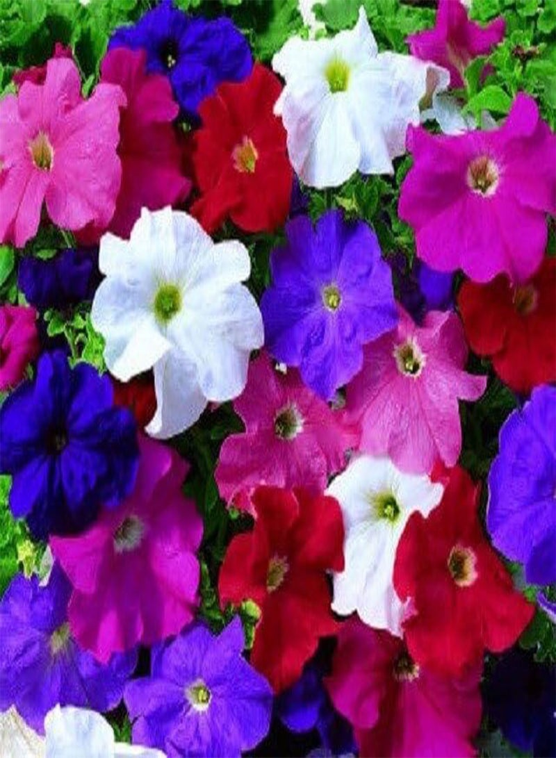 GGOOT 50 Seeds Pelleted Petunia Seeds Ultra Ltd Edition Mix Petunia eldcy (Seeds)